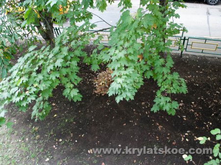 БЛИЦ: уборка осенней листвы во дворе домов 10 корп.1 и корп.2 по Осеннему бульвару