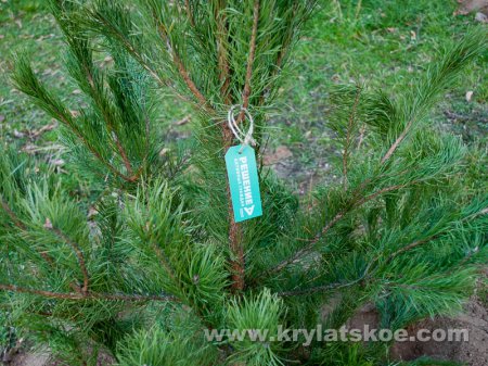 ФОТОРЕПОРТАЖ: Посадки деревьев в Крылатском